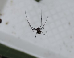 Leucauge