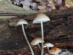 Mycena arcangeliana