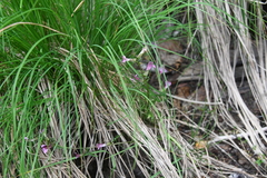 Pedicularis pennellii