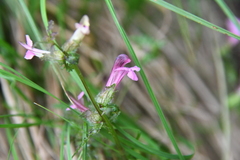 Pedicularis pennellii