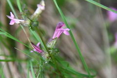 Pedicularis pennellii