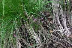Pedicularis pennellii