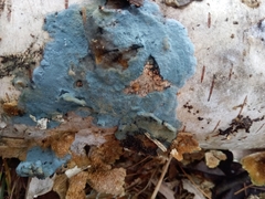Byssocorticium atrovirens