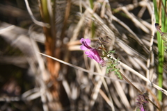 Pedicularis pennellii