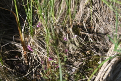 Pedicularis pennellii