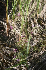 Pedicularis pennellii