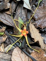 Strophanthus speciosus