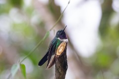 Heliangelus amethysticollis