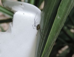 Leucauge