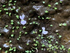 Utricularia sandersonii
