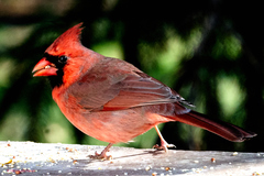 Cardinalis cardinalis