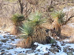 Yucca schottii