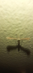 Pterophoridae
