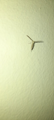 Pterophoridae
