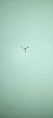 Pterophoridae