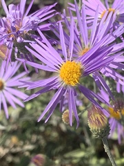 Dieteria bigelovii