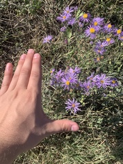 Dieteria bigelovii