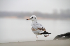 Chroicocephalus ridibundus