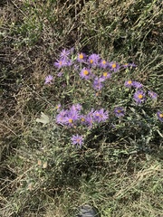 Dieteria bigelovii