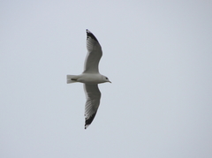Larus canus