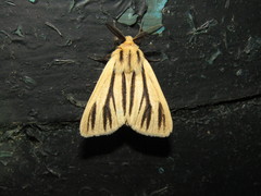 Popoudina lemniscata