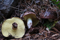 Suillus brunnescens