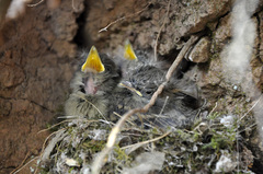 Empidonax occidentalis