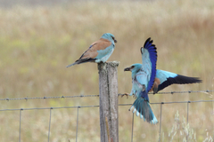 Coracias garrulus garrulus