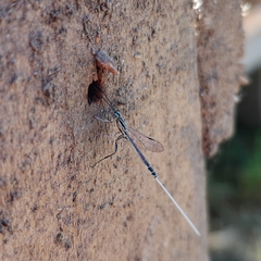 Labeninae