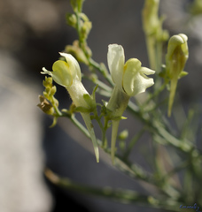 Linaria altaica