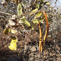 Tecoma stans velutina