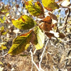 Tecoma stans velutina