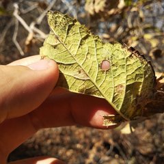 Tecoma stans velutina