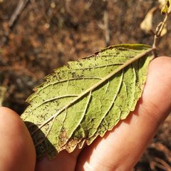 Tecoma stans velutina