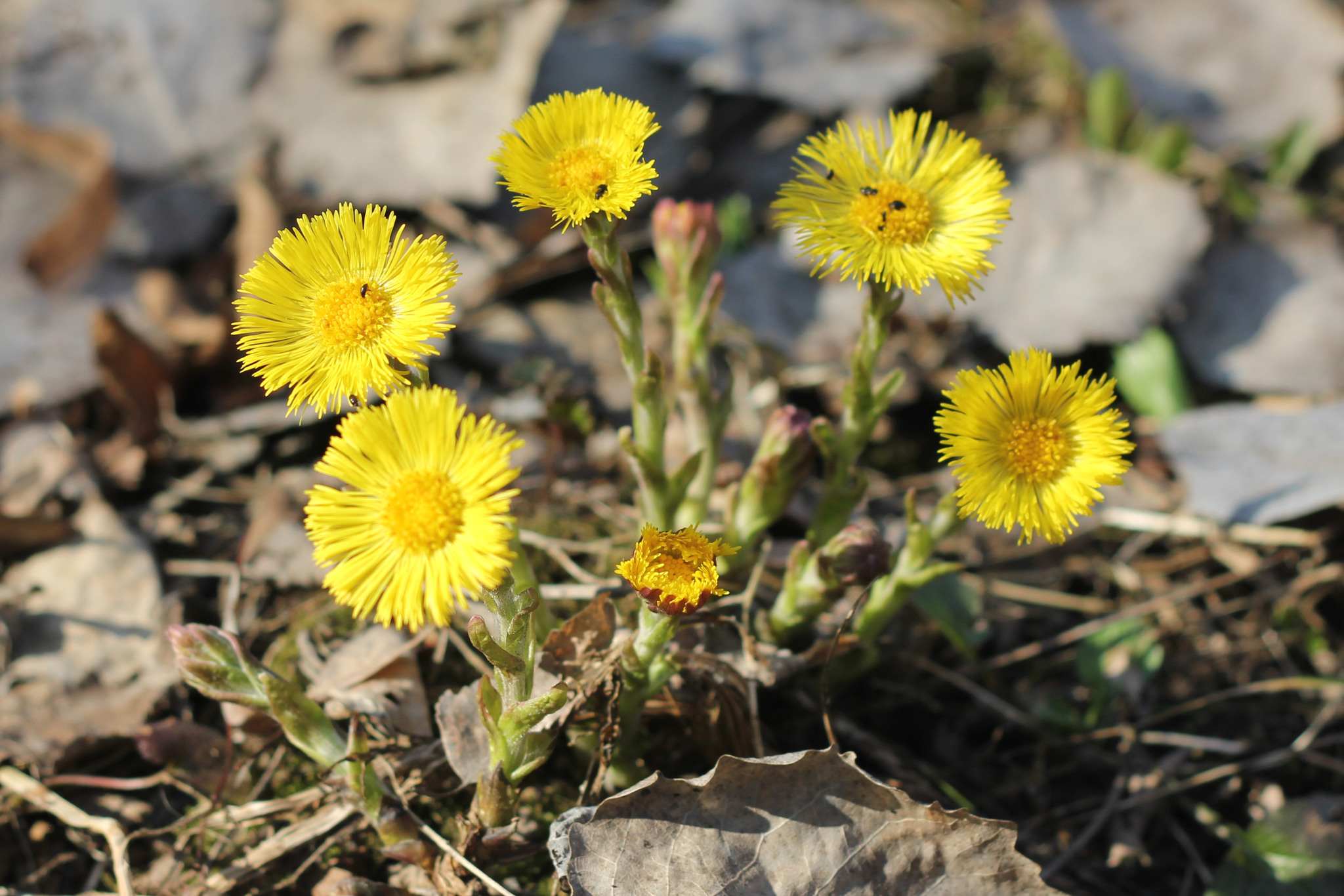 Tussilago farfara