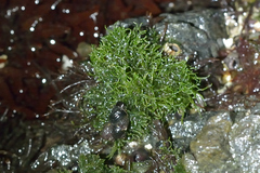 Cladophoraceae