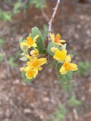 Grewia bicolor bicolor