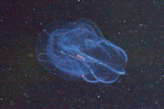 Bolinopsis microptera