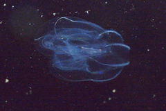 Bolinopsis microptera