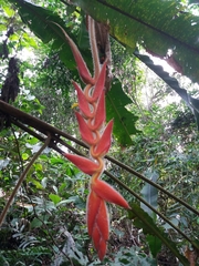 Heliconia vellerigera