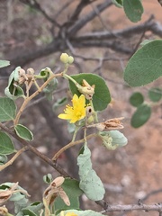 Grewia bicolor bicolor