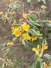 Grewia bicolor bicolor