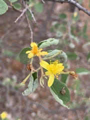 Grewia bicolor bicolor