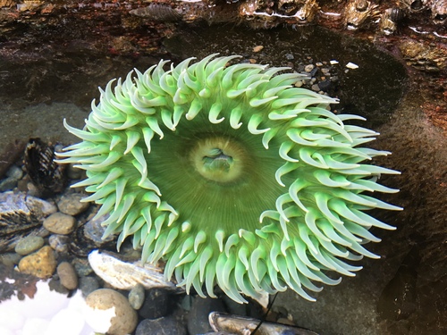 Giant Green Anemone, photo 5 of 7