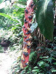 Heliconia vellerigera