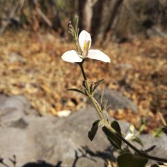 Carlowrightia arizonica
