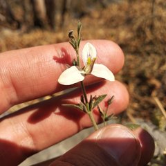 Carlowrightia arizonica