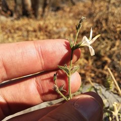 Carlowrightia arizonica