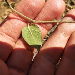 Carlowrightia arizonica