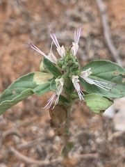 Ocimum filamentosum